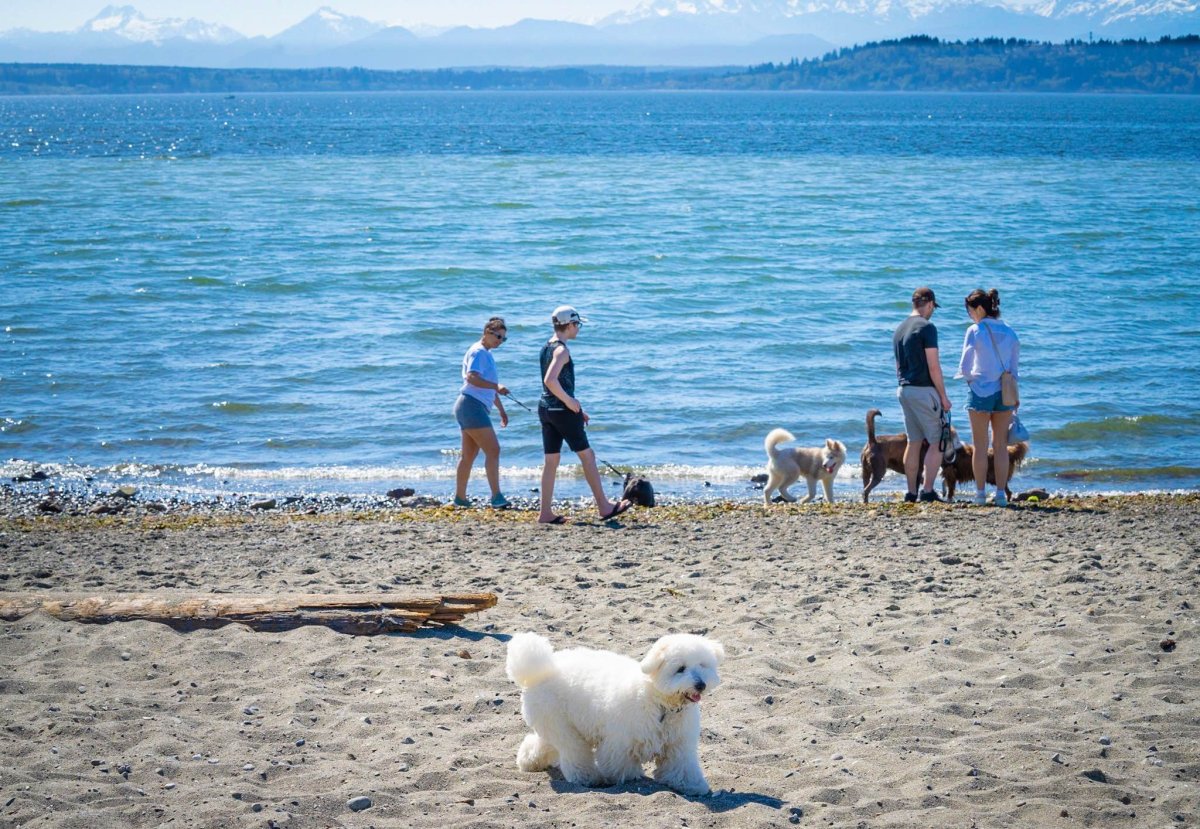 Dogs playing at Edmonds Off-Leash Dog Park