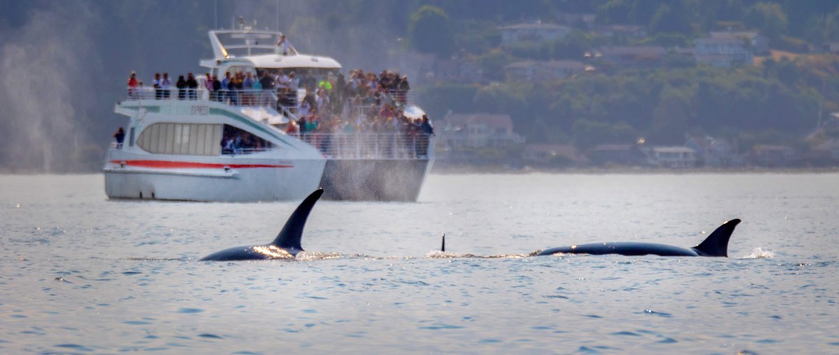 Orcas and Puget Sound Express whale watching boat in Edmonds