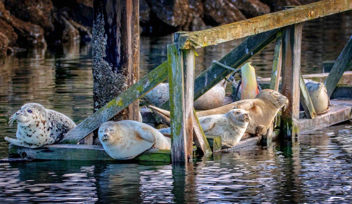Harbor seals on the Edmonds waterfront